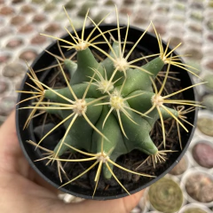 Ferocactus glaucescens