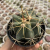 Ferocactus pottsii