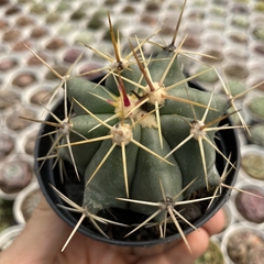Ferocactus pottsii