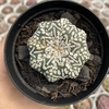 Astrophytum asterias super kabuto v type 179