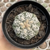 Astrophytum superkabuto v type snow 155