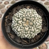 Astrophytum asterias super kabuto v type 356