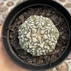 Astrophytum asterias super kabuto v type 145