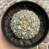 Astrophytum asterias super kabuto v type 223