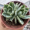 Echeveria laguna sanchez