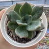 Echeveria sombra