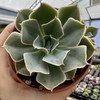 Echeveria domingo