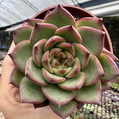 Echeveria fire pillar - comprar online