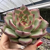 Echeveria fire pillar