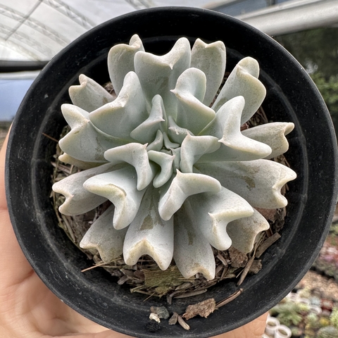 Echeveria runyonni topsy turvy