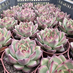 Echeveria fire pillar na internet