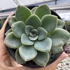 Echeveria híbrida - comprar online