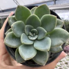 Echeveria híbrida - comprar online