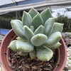 Echeveria corvus p9 - comprar online