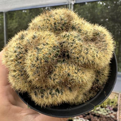 Mammillaria prolifica cristata - comprar online