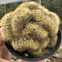 Mammillaria prolifica cristata