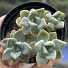 Graptopetalum Victor Kane - comprar online