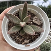 Adromischus marianiae south clanwilliam - comprar online