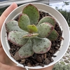 Adromischus maculatus strawberry cake - comprar online