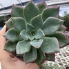 Echeveria riga - comprar online