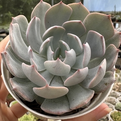 Echeveria daughter - comprar online