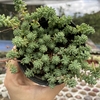 Sedum dasyphyllum