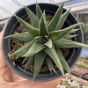 Haworthia beccaria