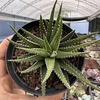 Haworthia attenuata