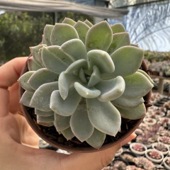 Pachyveria scheideckeri - comprar online