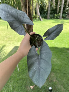 Alocasia nebula imperialis na internet