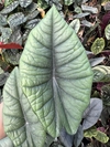 Alocasia platinum - comprar online