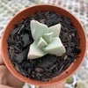 Lapidaria margaretae