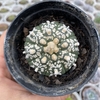 Astrophytum asterias super kabuto