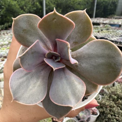 Echeveria valkyrie trompette - comprar online