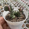 Adromischus subdistichus