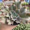 Echeveria gibbiflora aquarius - comprar online