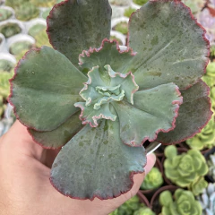 Echeveria gibbiflora Harry Butterfield - comprar online