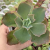 Echeveria gibbiflora beach waves - comprar online