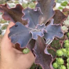 Echeveria gibbiflora vista (verrugas) - comprar online