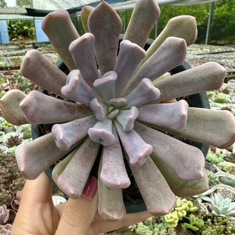 Echeveria topsy debbie - comprar online