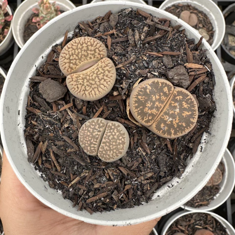 Trio lithops 01 - comprar online