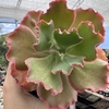 Echeveria gibbiflora virginia lee - comprar online