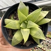 Haworthia túrgida variação