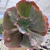 Echeveria gibbiflora bumps - comprar online