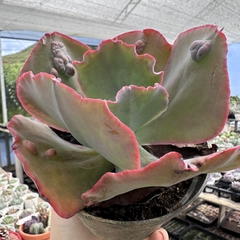 Echeveria gibbiflora bumps na internet