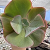 Echeveria gibbiflora etna - comprar online