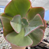 Echeveria gibbiflora etna - comprar online