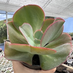 Echeveria gibbiflora etna na internet