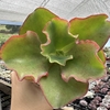 Echeveria gibbiflora aquarius red - comprar online