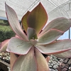 Echeveria afterglow - comprar online